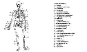 Все кости человека и их названия