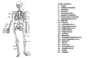 Все кости человека и их названия