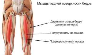 Строение мышц ног