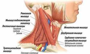 Анатомия и функции мышц шеи