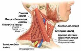 Анатомия и функции мышц шеи