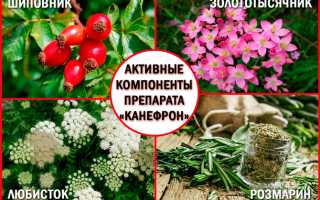 Канефрон – один из лучших растительных препаратов от цистита