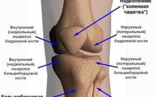 Строение коленного сустава человека