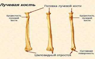 Как устроена лучевая кость