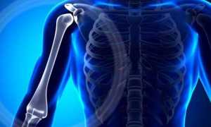 Анатомия плечевой кости человека