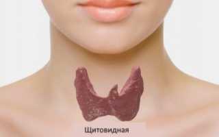 Щитовидная железа: нормальные размеры органа по возрасту