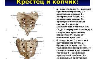 Как устроен крестцово-копчиковый отдел человека