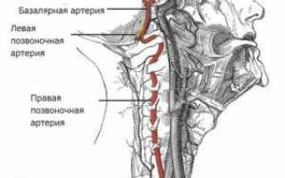 Анатомия позвоночной артерии