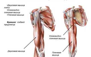 Как устроены мышцы руки