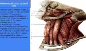 Анатомия мышц шеи и головы