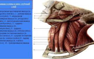 Анатомия мышц шеи и головы