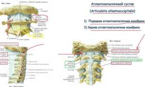 Анатомия и болезни атлантозатылочного сустава