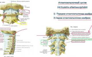 Анатомия и болезни атлантозатылочного сустава