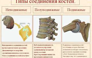 Как соединяются кости у человека