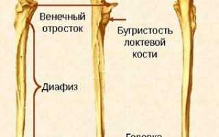 Анатомия костей предплечья