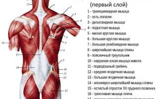 Строение мышц спины человека